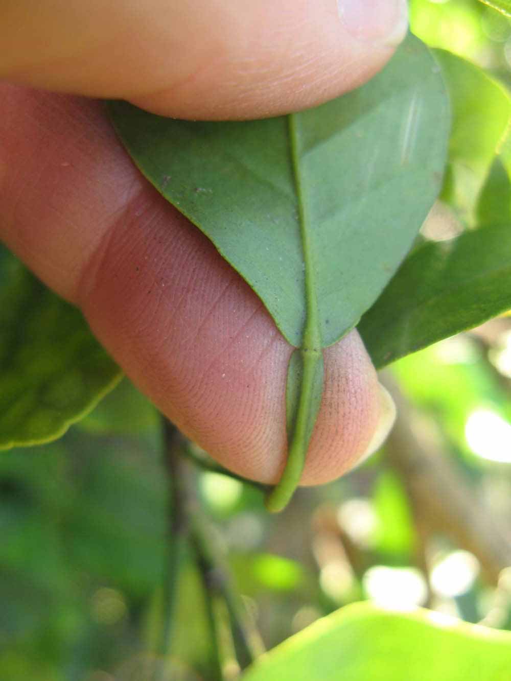              Petiole (Winter Haven, FL)       